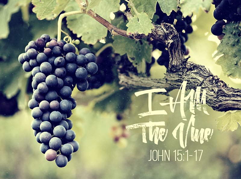 I Am the True Vine